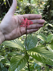 Odontonema cuspidatum