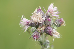 Cirsium palustre