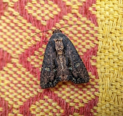 Dypterygia ordinarius