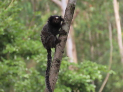 Callithrix penicillata