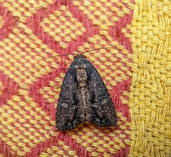 Dypterygia ordinarius