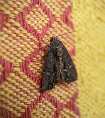 Dypterygia ordinarius