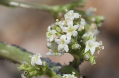 Valeriana edulis