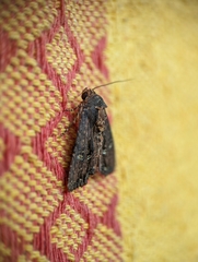 Dypterygia ordinarius