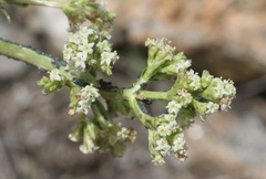 Valeriana edulis