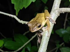 Polypedates occidentalis