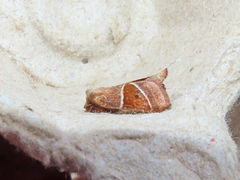 Lemmeria digitalis