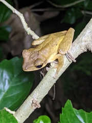 Polypedates occidentalis