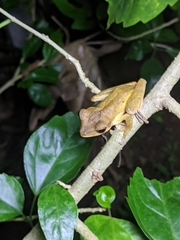 Polypedates occidentalis