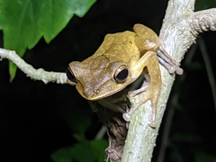 Polypedates occidentalis