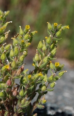 Mimetanthe pilosa