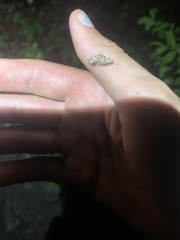 Anageshna primordialis