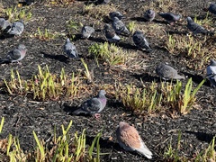 Columba livia domestica