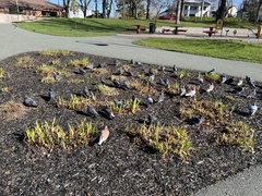 Columba livia domestica