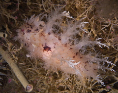 Dendronotus europaeus