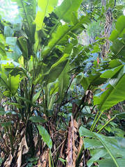 Heliconia episcopalis