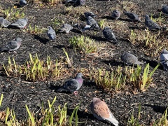 Columba livia domestica
