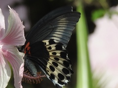 Papilio polymnestor