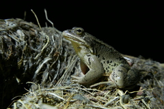 Rana macrocnemis