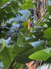Heliconia episcopalis