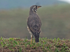 Turdus litsitsirupa