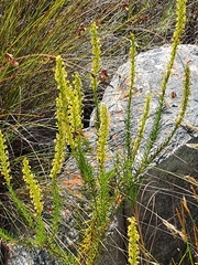 Microdon dubius