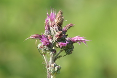 Cirsium palustre