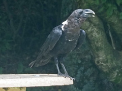 Corvus albicollis