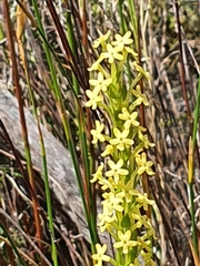 Microdon dubius