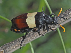 Hycleus oculatus