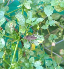 Phthiacnemia picta