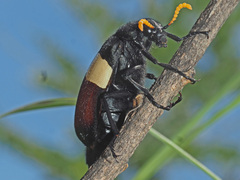 Hycleus oculatus