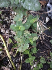 Teucrium scorodonia
