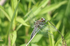 Libellula fulva