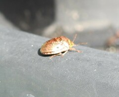 Diolcus chrysorrhoeus