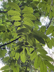 Swietenia macrophylla