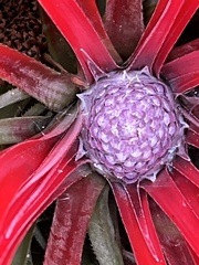 Fascicularia