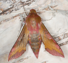 Deilephila porcellus