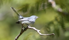 Polioptila