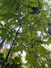 Swietenia macrophylla