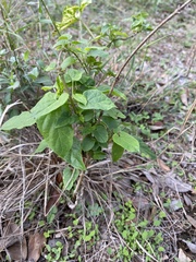 Cynanchum unifarium