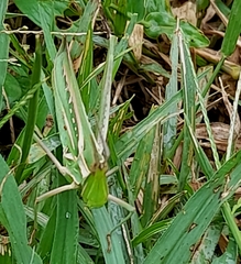 Acrida cinerea