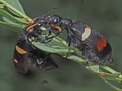 Hycleus oculatus