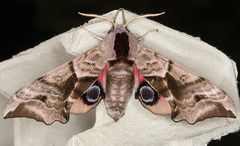 Smerinthus ocellata