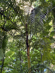 Archontophoenix alexandrae
