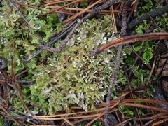 Cladonia convoluta