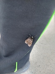 Pachydota