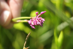 Anacamptis