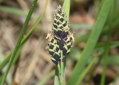 Carex stevenii