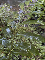 Hedychium